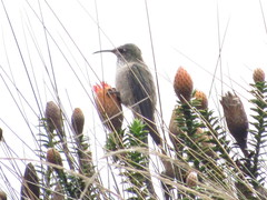 Oreotrochilus chimborazo
