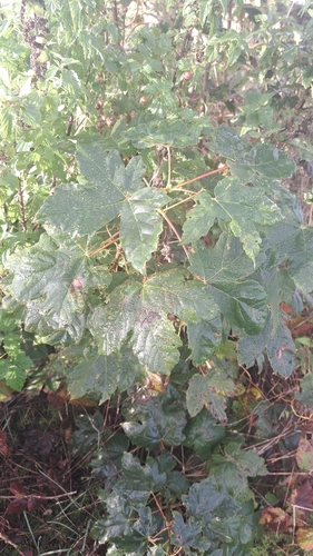 sycamore maple