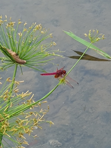 Crimson Marsh Glider