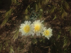Malacothrix coulteri