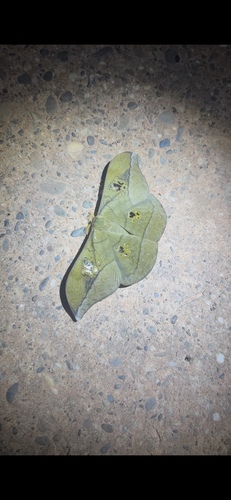 Antheraea rosieri
