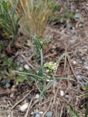 Vincetoxicum sibiricum