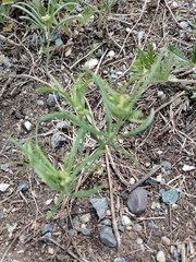 Vincetoxicum sibiricum