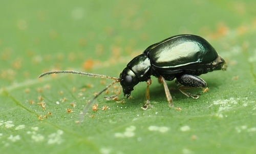 Aphthona observed 2026-09-21