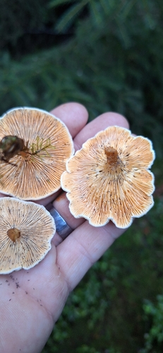 False Chanterelle