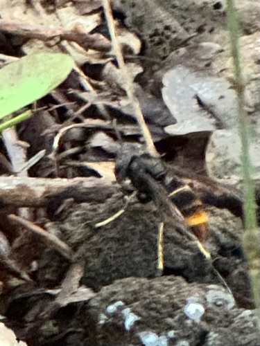 Yellow-legged Hornet
