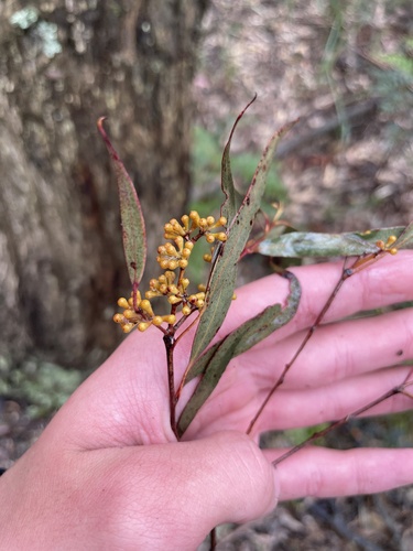 Eucalyptus radiata observed 2026-09-26