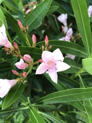 Nerium oleander
