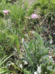 Psephellus sibiricus