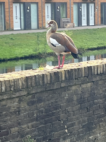 Egyptian Goose
