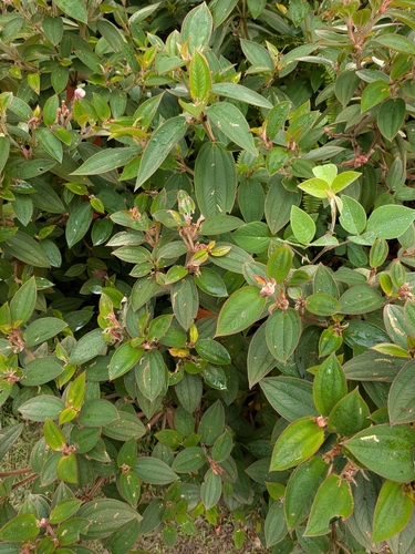 Pleroma urvilleanum observed 2026-10-01