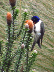 Oreotrochilus chimborazo