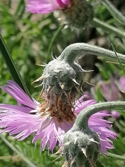 Psephellus sibiricus