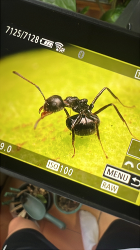 Cocoa Black Ant