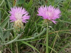 Psephellus sibiricus