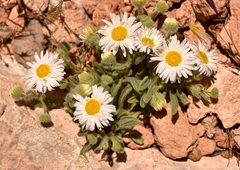 Erigeron concinnus concinnus