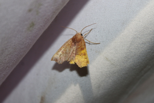 Scalloped Sallow photo 3