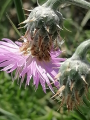 Psephellus sibiricus