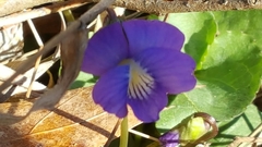 Viola