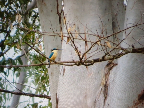 Sacred Kingfisher