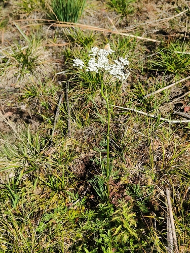 Milk Parsley