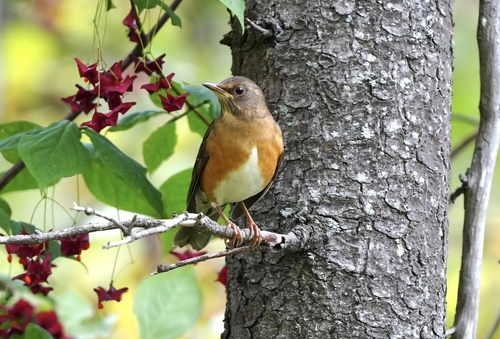 Turdus chrysolaus observed 2026-10-02