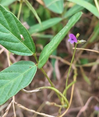 Wild Soybean
