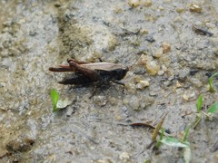 Tettigidea