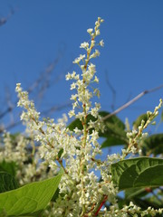 Japanese Knotweed - Photo AnRo0002, no known copyright restrictions (public domain)
