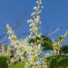 Japanese Knotweed - Photo AnRo0002, no known copyright restrictions (public domain)