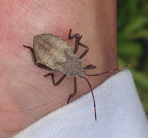 Anoplocnemis dallasi