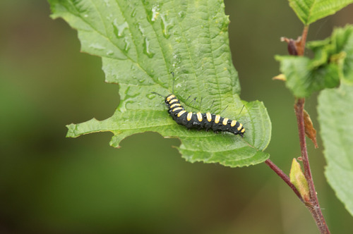 Alder Moth