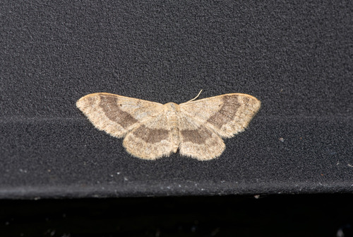 Riband Wave