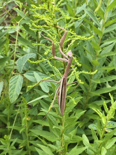 Narrow-winged Mantis