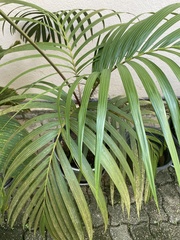 Nephrosperma vanhoutteanum