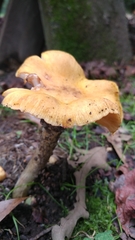 Armillaria