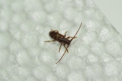 Eupogonius tomentosus