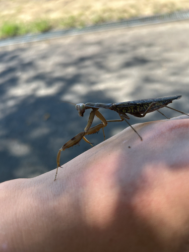 Hierodula patellifera patellifera