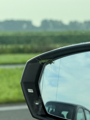 Southern Oak Bush-cricket