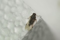 Melanoliarus placitus