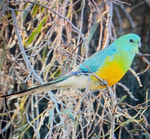 Red-rumped Parrot