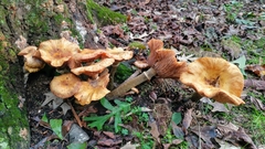 Armillaria