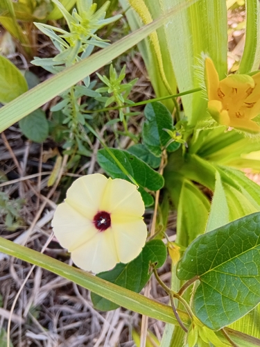 Hewittia malabarica observed 2026-10-01