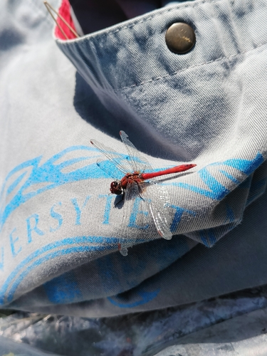 Ruddy Darter