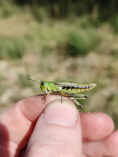 Water-meadow Grasshopper