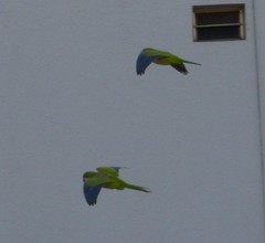 Myiopsitta monachus