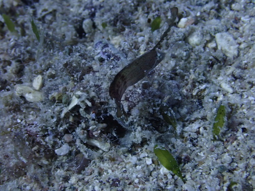 Iniistius pavo observed 2026-09-28