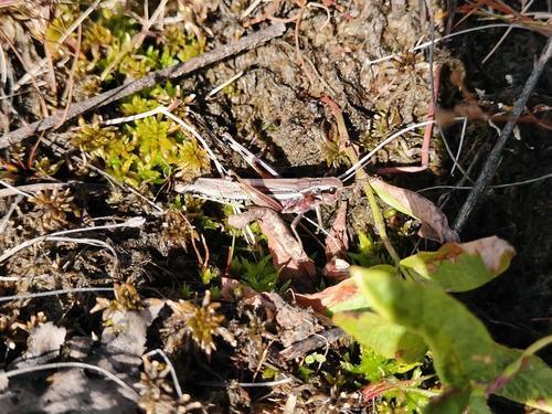 Large Marsh Grasshopper