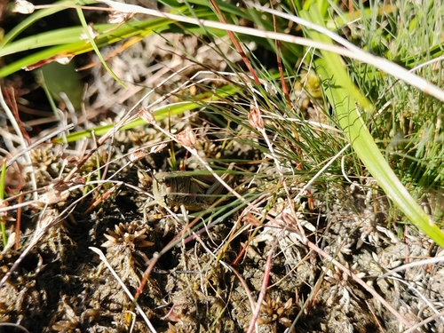 Large Marsh Grasshopper