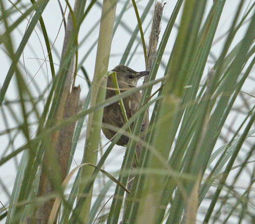 Acrocephalus arundinaceus observed 2026-09-19